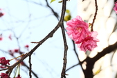 Enlarge photo 98