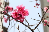 Enlarge photo 99
