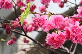 Enlarge photo 102
