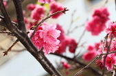 Enlarge photo 117