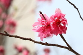 Enlarge photo 118
