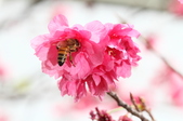Enlarge photo 125