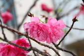 Enlarge photo 126
