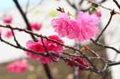 Enlarge photo 127