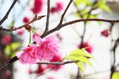 Enlarge photo 128