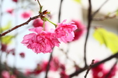 Enlarge photo 129