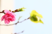 Enlarge photo 131