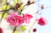 Enlarge photo 133