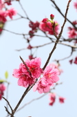 Enlarge photo 114