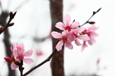 Enlarge photo 33