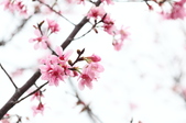 Enlarge photo 38