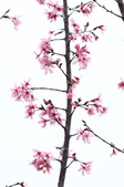 Enlarge photo 40