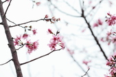 Enlarge photo 42