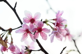 Enlarge photo 46