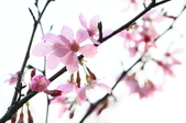 Enlarge photo 47