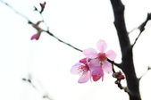 Enlarge photo 49