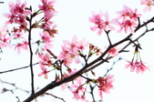 Enlarge photo 50