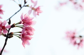 Enlarge photo 51
