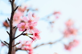 Enlarge photo 52