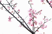 Enlarge photo 53