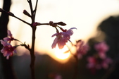 Enlarge photo 55