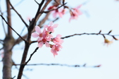 Enlarge photo 60
