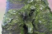 Enlarge photo 63