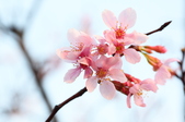 Enlarge photo 65