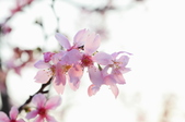Enlarge photo 67