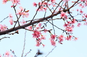 Enlarge photo 70