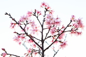 Enlarge photo 72