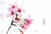 Enlarge photo 73
