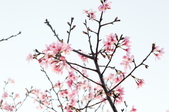 Enlarge photo 74
