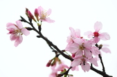 Enlarge photo 80