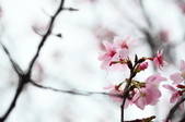 Enlarge photo 81