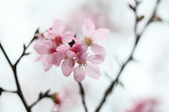 Enlarge photo 82