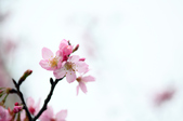 Enlarge photo 83