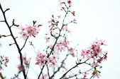 Enlarge photo 84