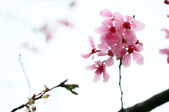 Enlarge photo 89