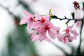 Enlarge photo 91