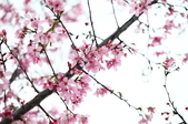 Enlarge photo 95