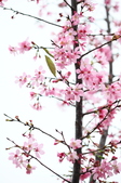 Enlarge photo 96