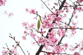 Enlarge photo 97