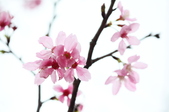 Enlarge photo 102