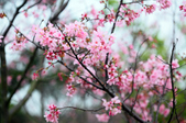 Enlarge photo 104