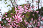 Enlarge photo 105