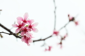 Enlarge photo 108