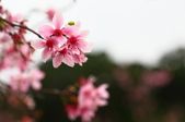 Enlarge photo 109