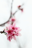 Enlarge photo 110