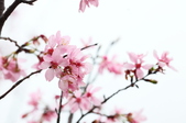 Enlarge photo 112